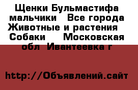 Щенки Бульмастифа мальчики - Все города Животные и растения » Собаки   . Московская обл.,Ивантеевка г.
